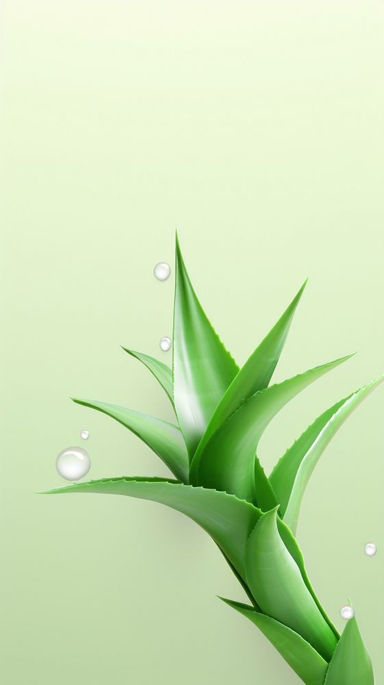  Aloevera green plant leaf. 