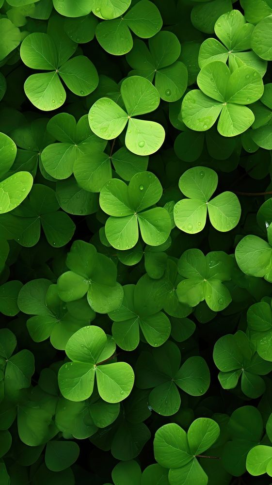  Green clover leaves plant leaf backgrounds. AI generated Image by rawpixel.