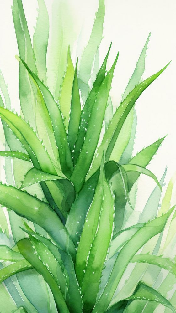  Aloevera plant green xanthorrhoeaceae. AI generated Image by rawpixel.