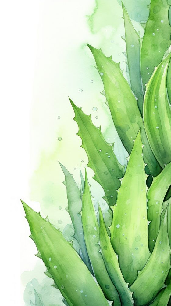  Aloevera green plant leaf. AI generated Image by rawpixel.