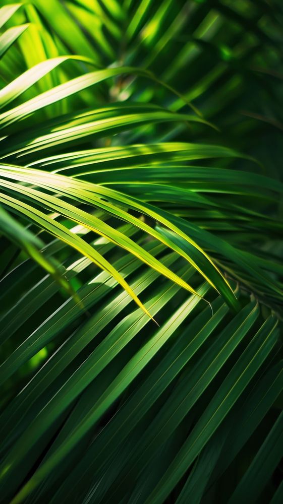 Palm leaves outdoors nature plant.