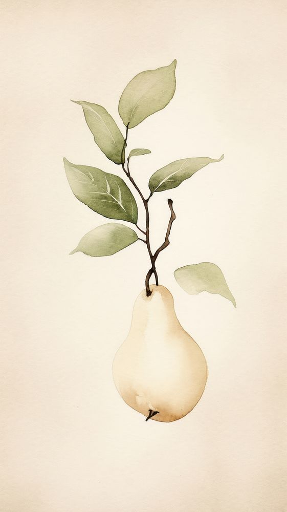 Pear plant fruit food.