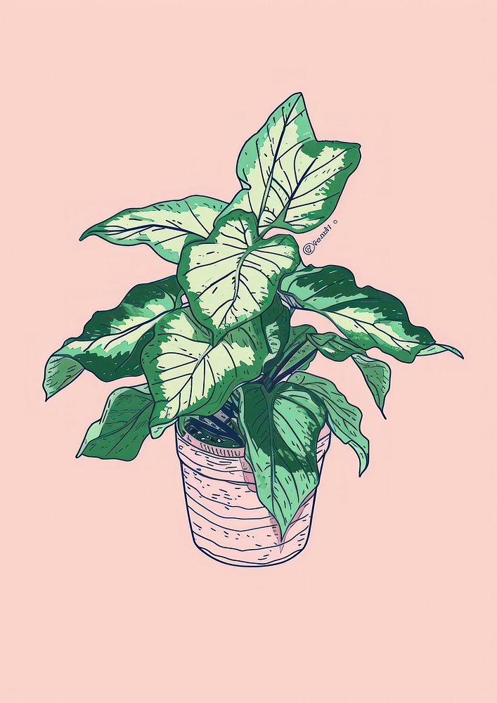 Caladium plant houseplant drawing sketch.