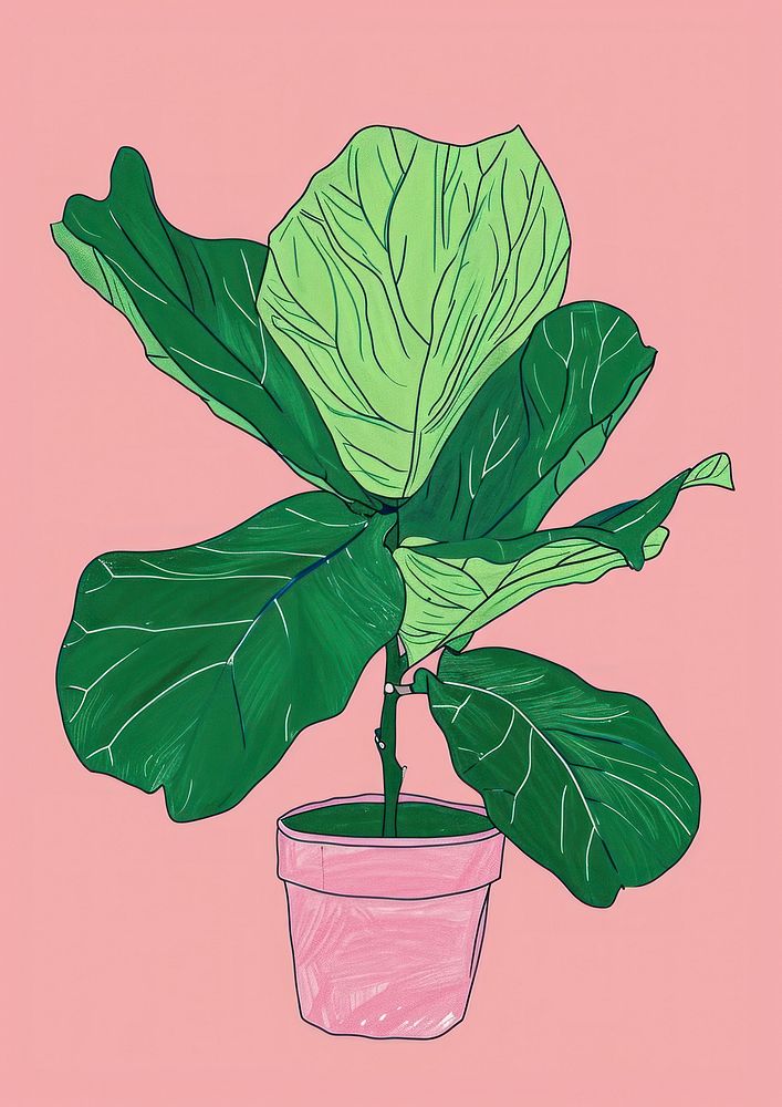 Fiddle-Leaf Fig plant leaf houseplant vegetable.