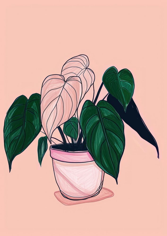 Philodendron Pink Princess plant houseplant drawing sketch.
