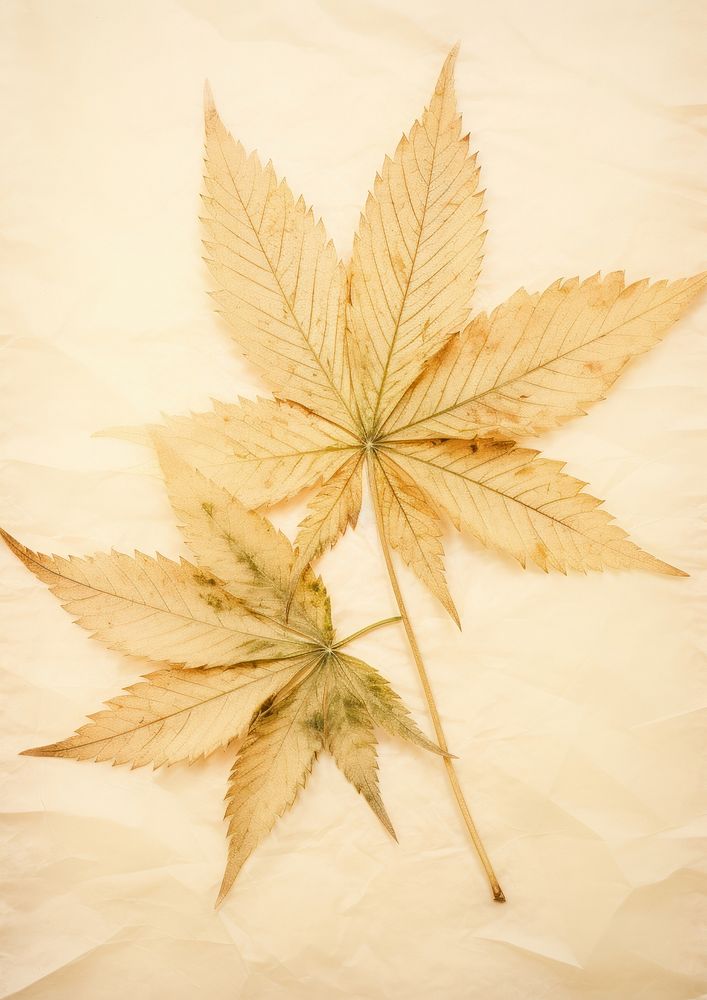 Real Pressed a cannabis leafs plant paper tree.