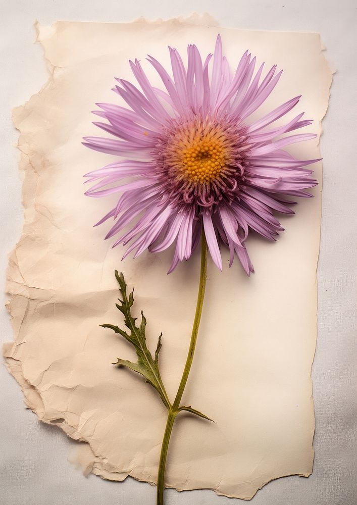Real Pressed a aster flower petal plant.