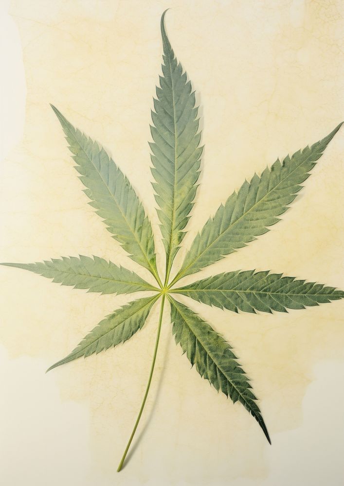 Real Pressed a green cannabis leaf plant herb medicine.