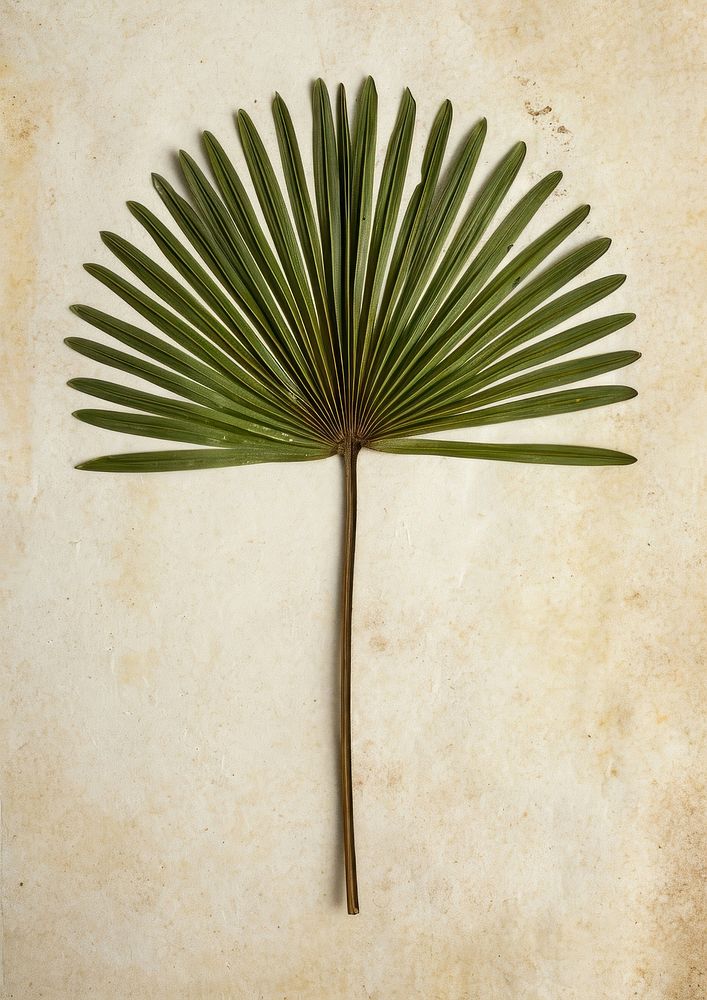 Real Pressed a green fan palm leaf plant tree arecaceae.