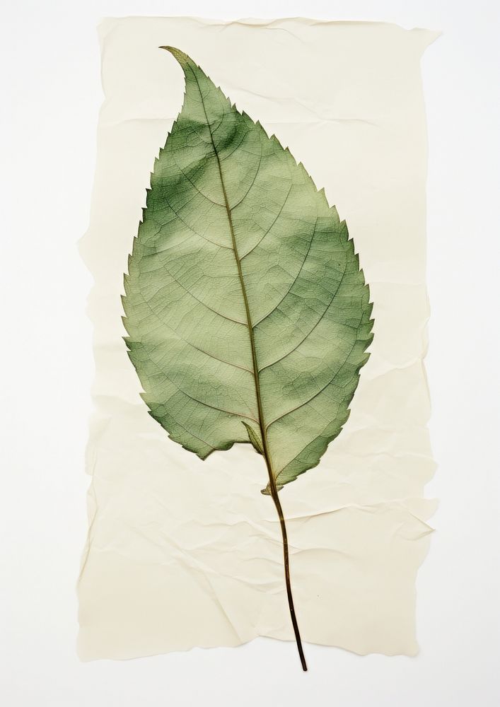 Real Pressed a green rose leaf plant paper fragility.