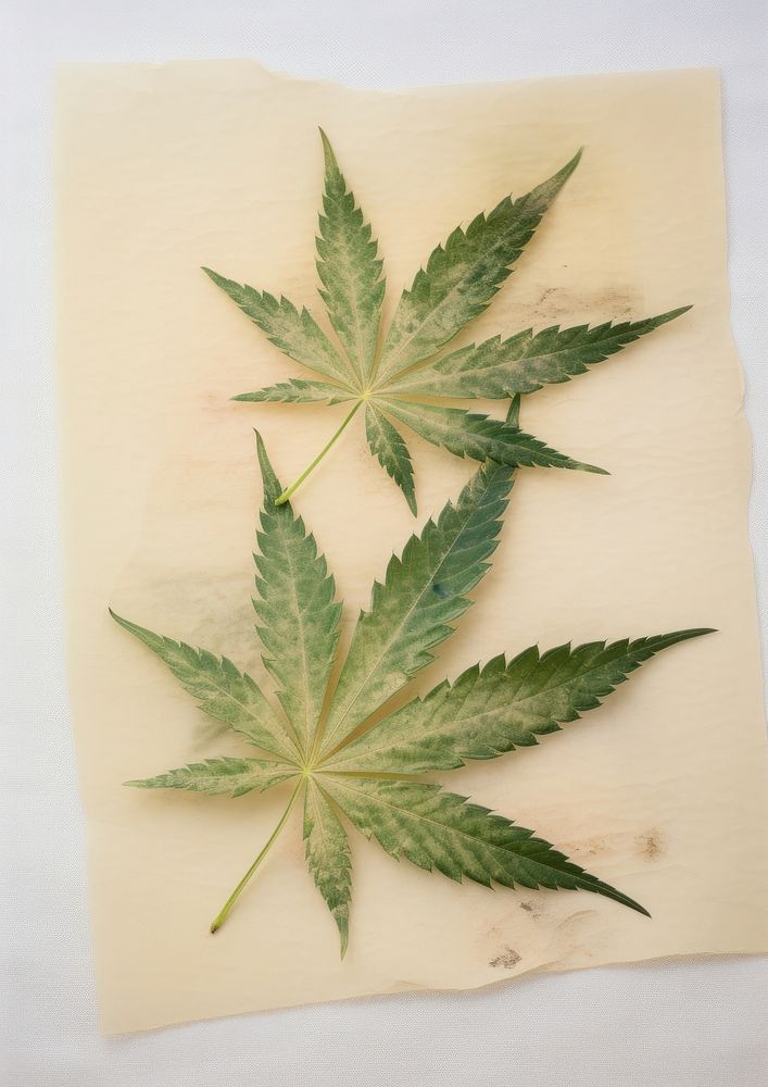 Real Pressed a green cannabis leafs herbs plant paper.
