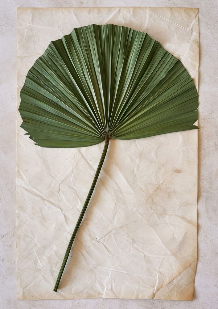 Real Pressed a green fan palm leaf paper flower plant.