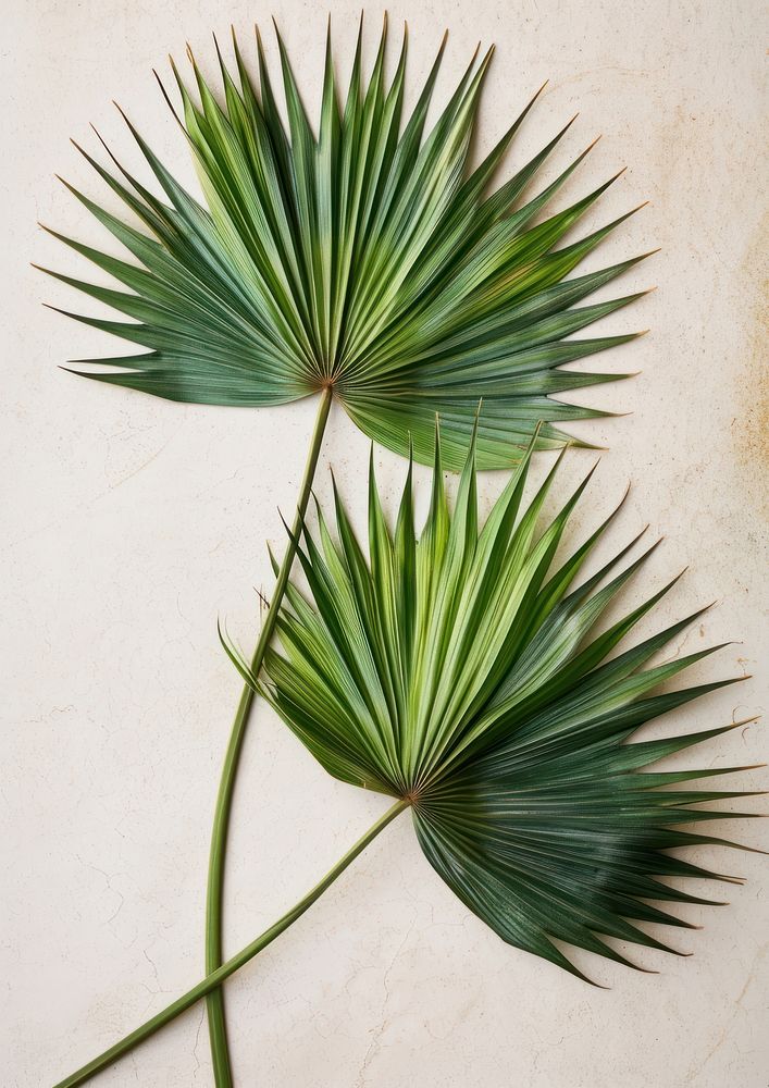 Real Pressed a green fan palm leafs plant freshness arecaceae.