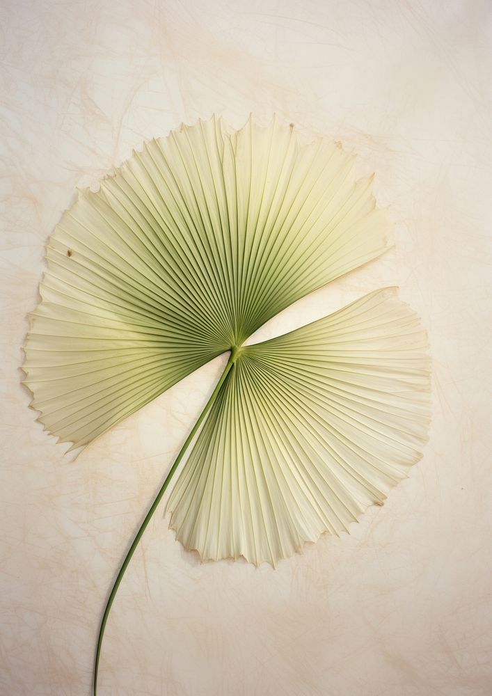 Real Pressed a green fan palm leafs flower plant petal.