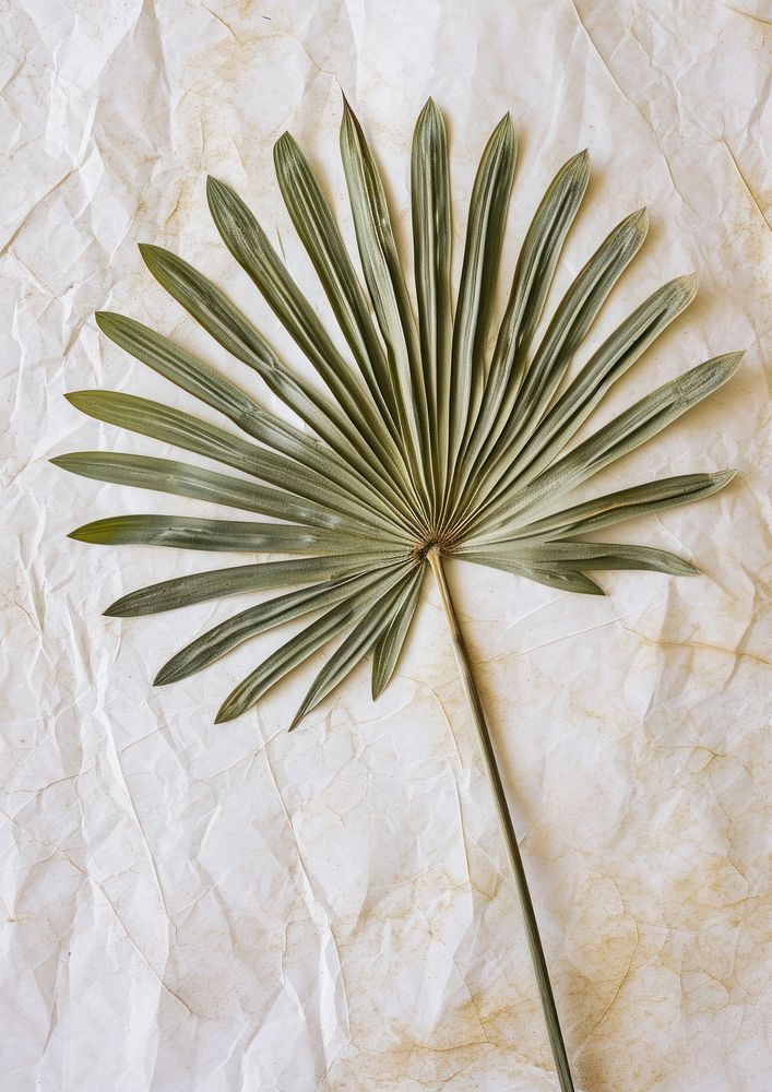 Real Pressed a green fan palm leaf flower plant paper.