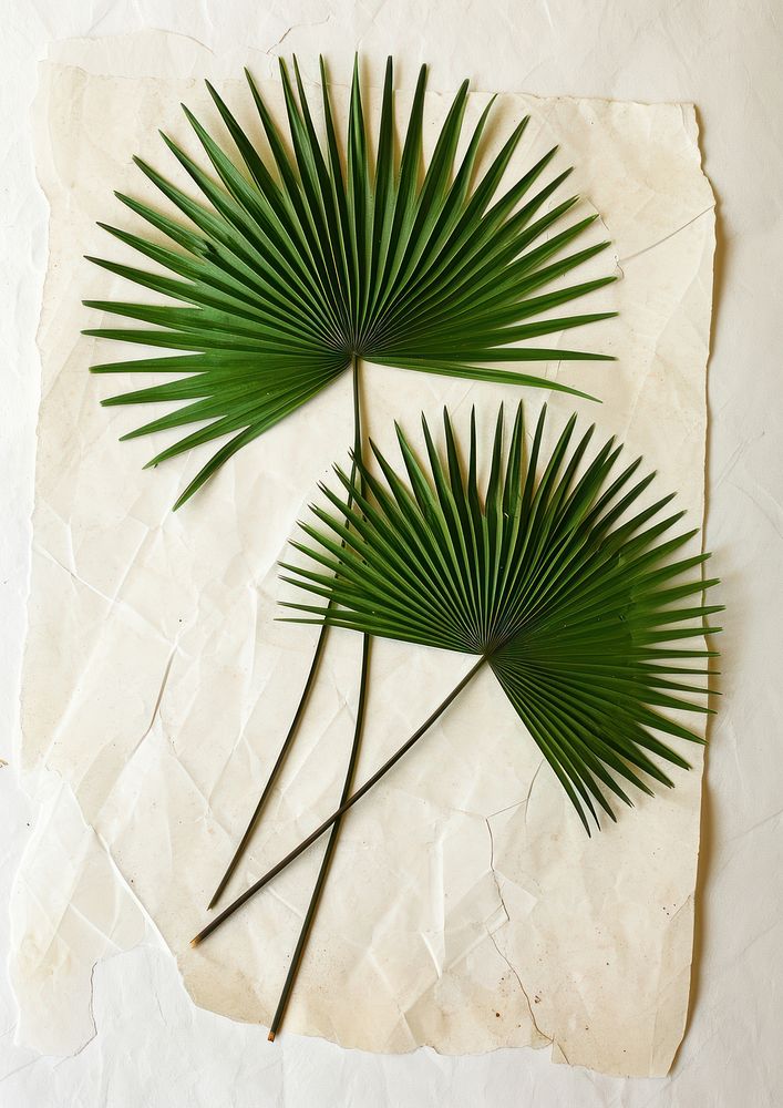 Real Pressed a green fan palm leafs plant paper arecaceae.