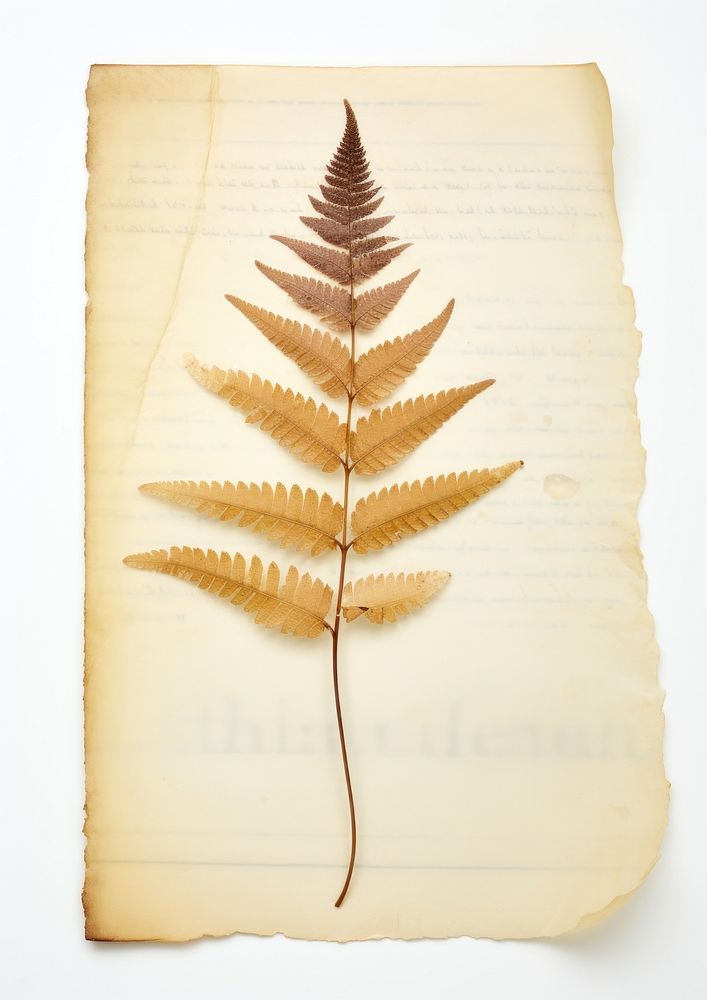 Real Pressed a fern leaf plant paper page.