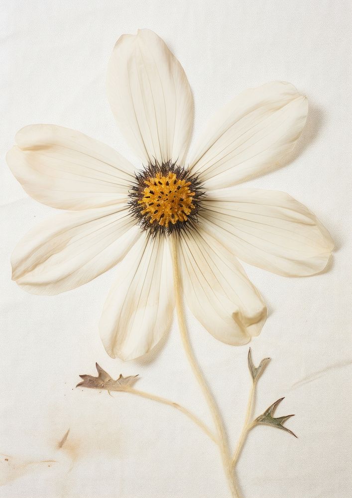 Real Pressed a flannel flower petal plant daisy.
