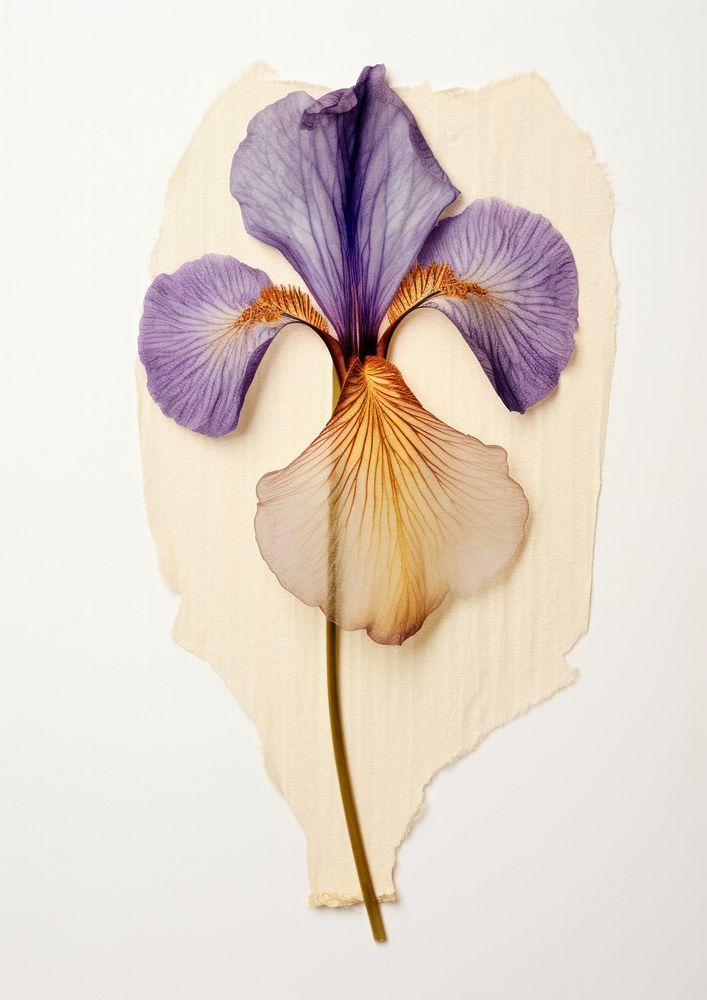 Real Pressed a japanese iris flower purple petal.