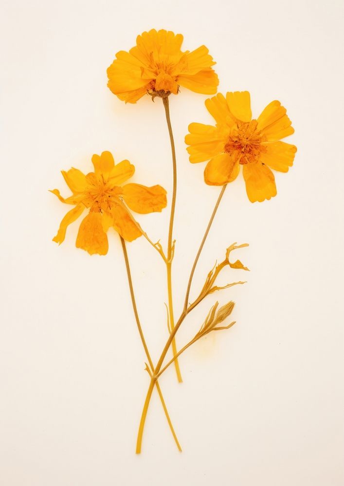 Real Pressed a marigolds flower petal plant.