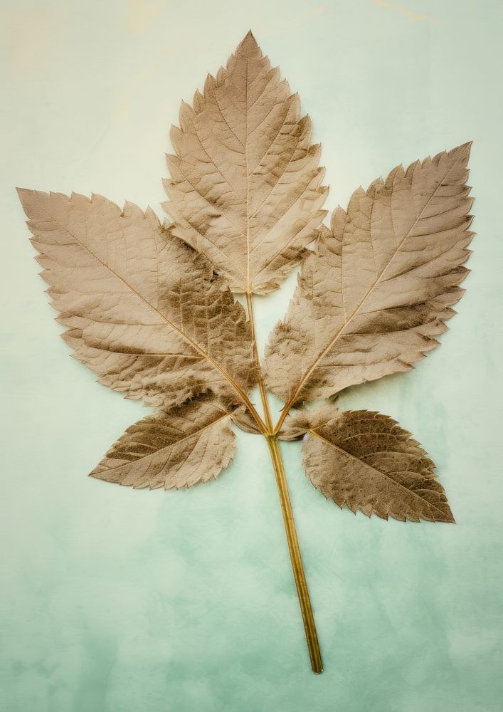 Real Pressed a mint leaf plant tree sycamore.
