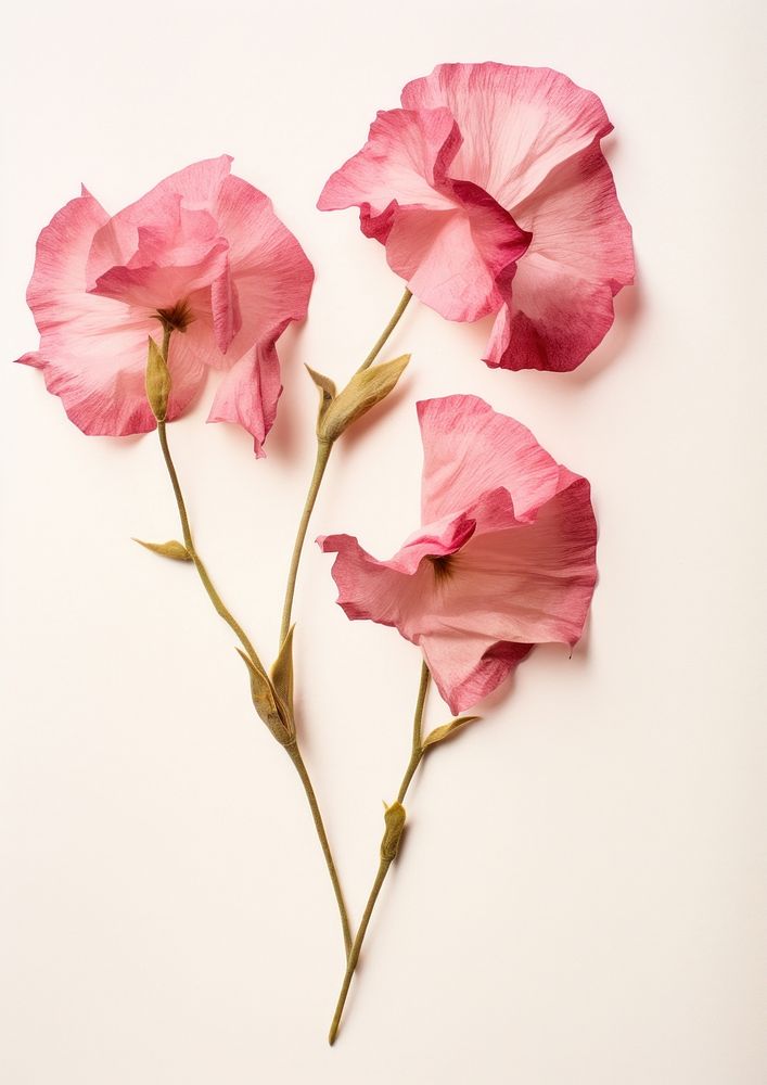 Real Pressed a pink Eustomas flower rose gladiolus.