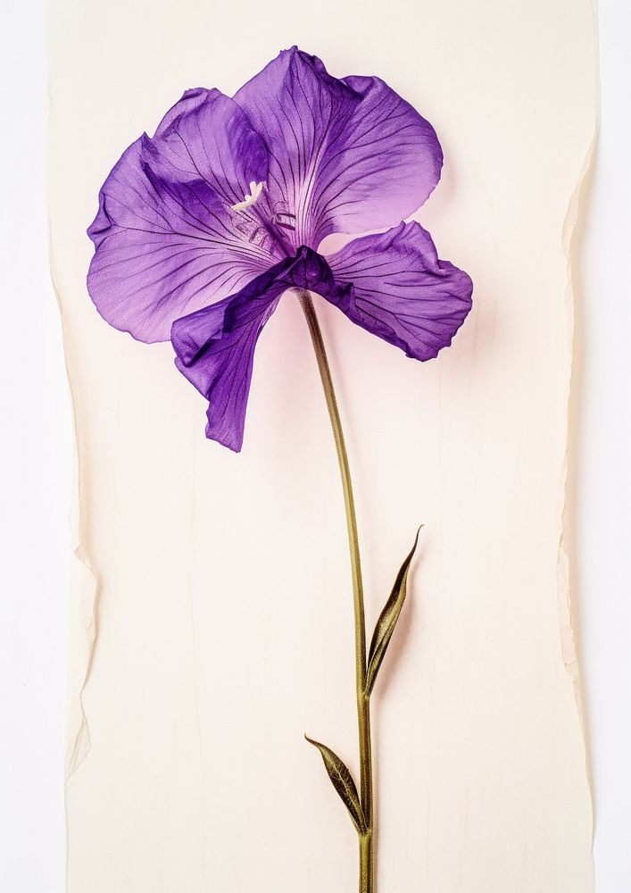 Real Pressed a purple Eustomas flower petal plant.