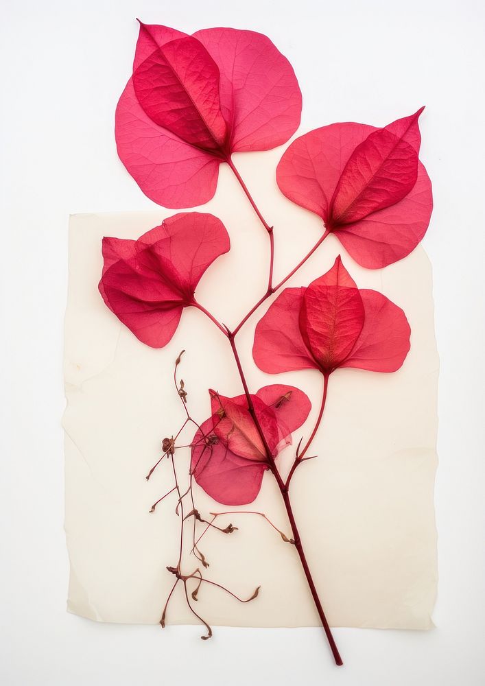 Real Pressed a red bougainvillea flower plant petal.