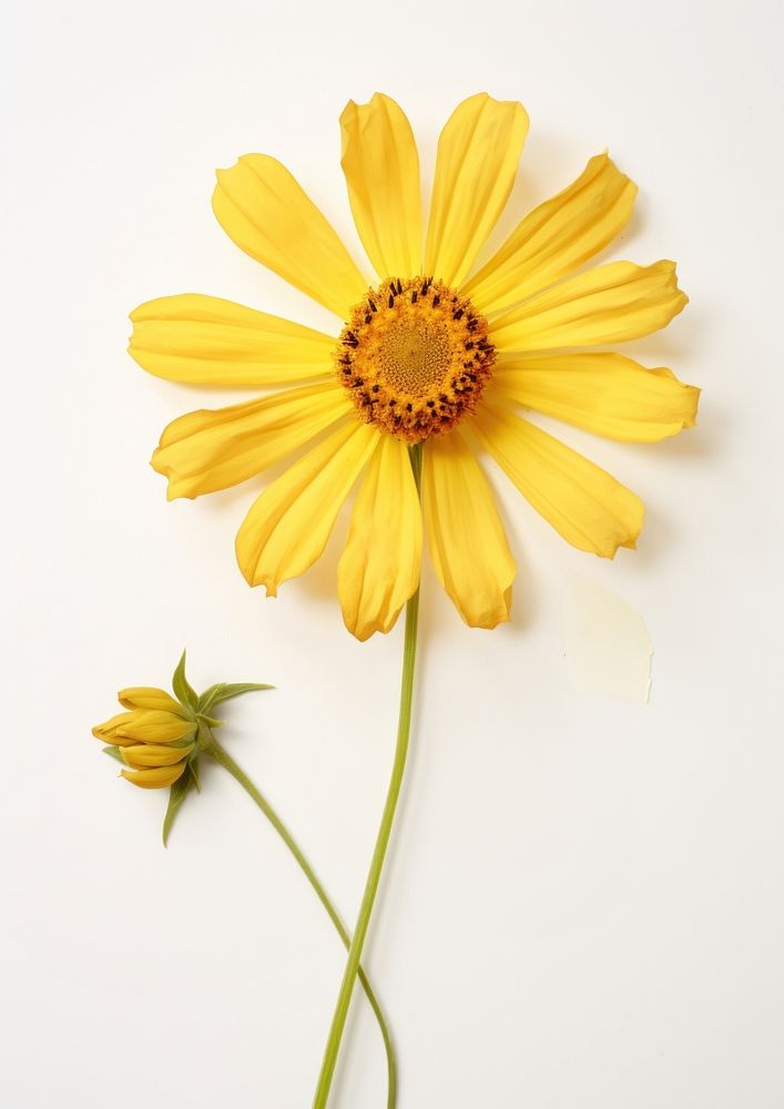 Real Pressed a yellow zinniaes flower sunflower petal.