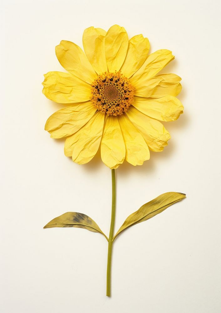 Real Pressed a yellow zinnia flower sunflower petal.