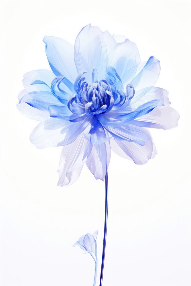 Blue flower dahlia petal plant.