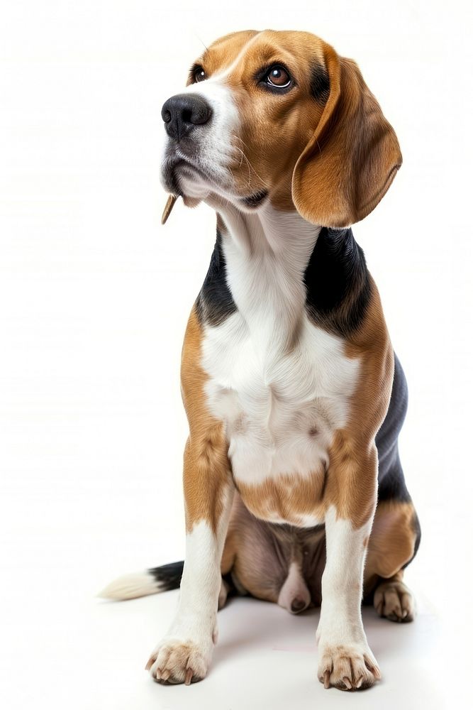 Beagle portrait animal mammal.