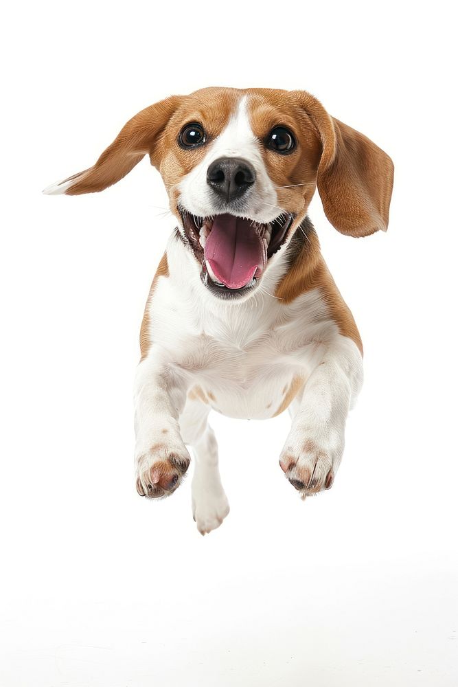 Happy beagle jumping mammal animal hound.