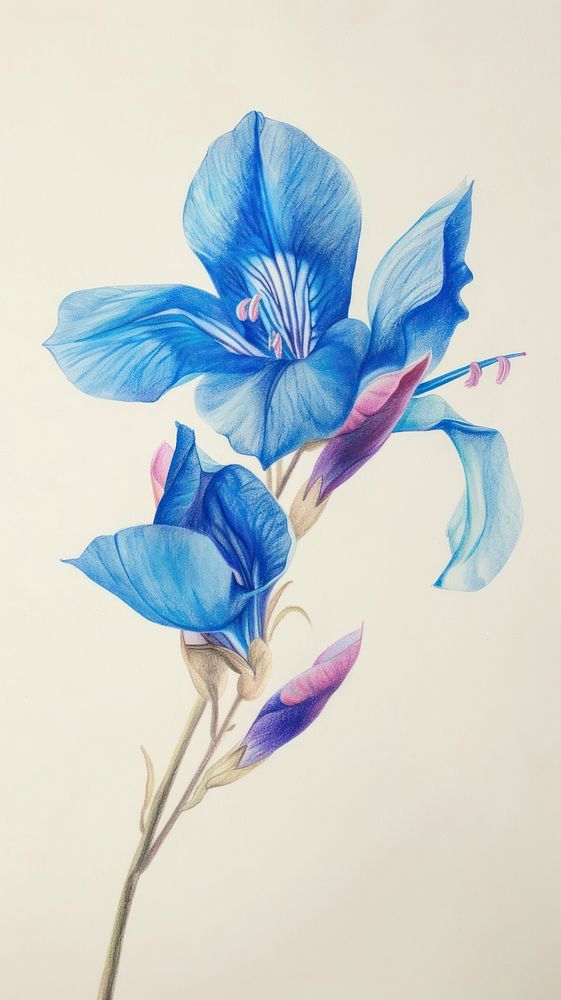 Blue flower blossom drawing sketch.