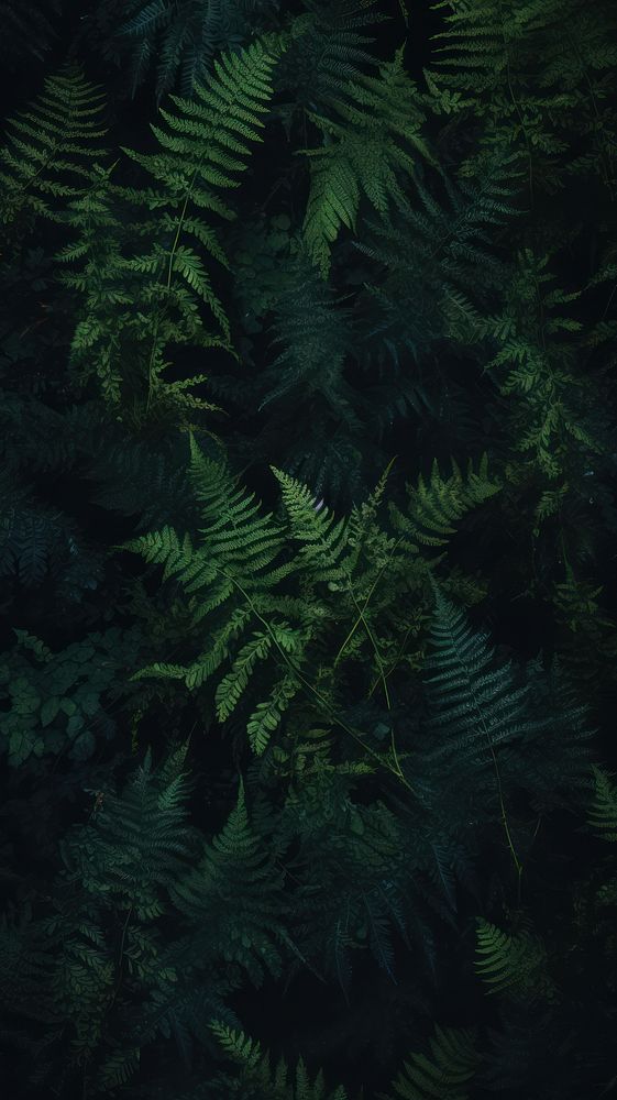  Fern green wallpaper outdoors nature. AI generated Image by rawpixel.