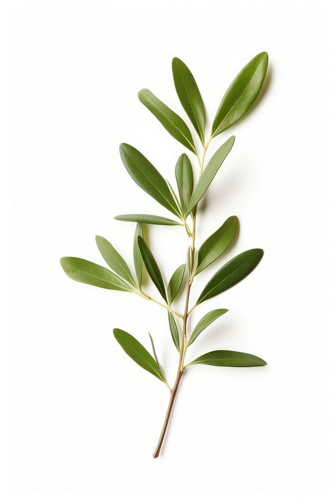 Olive branch plant herbs leaf.