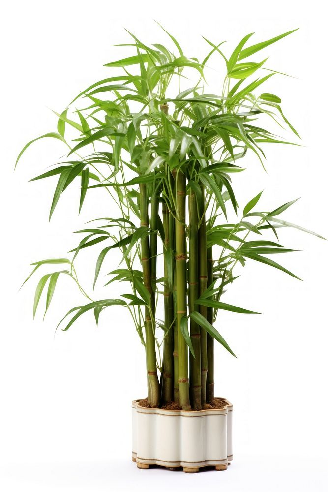 Four bamboo plant white background houseplant freshness.