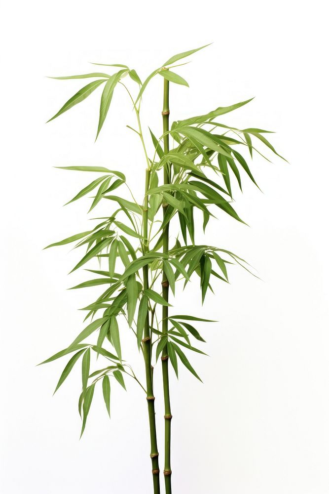 Four bamboo plant white background freshness cannabis.