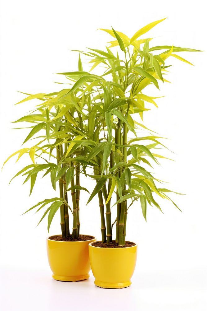 Two bamboo plant yellow tree white background.