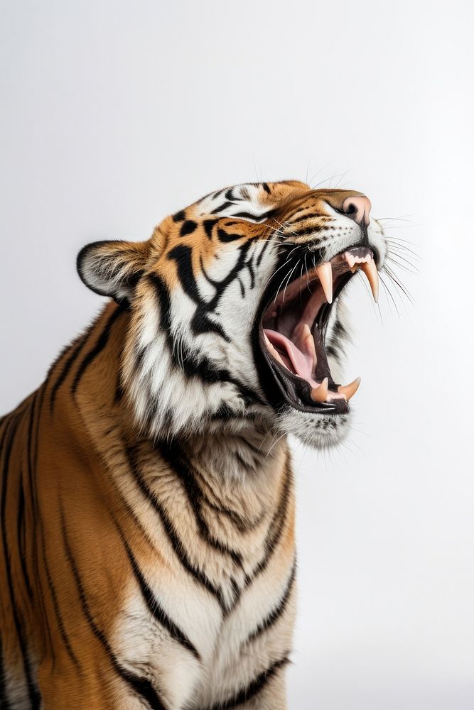 An angry tiger roaring wildlife portrait animal.