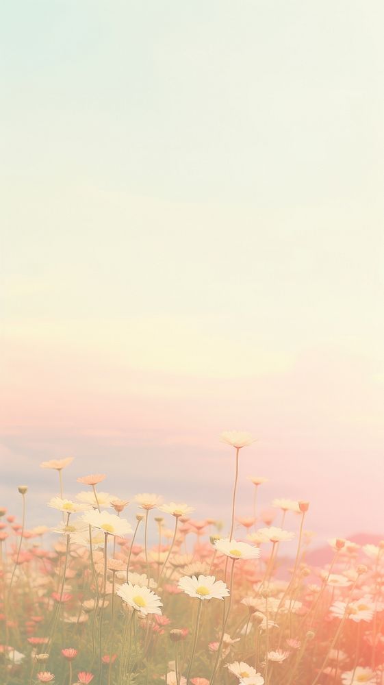  Field of daisy landscape sky outdoors. AI generated Image by rawpixel.