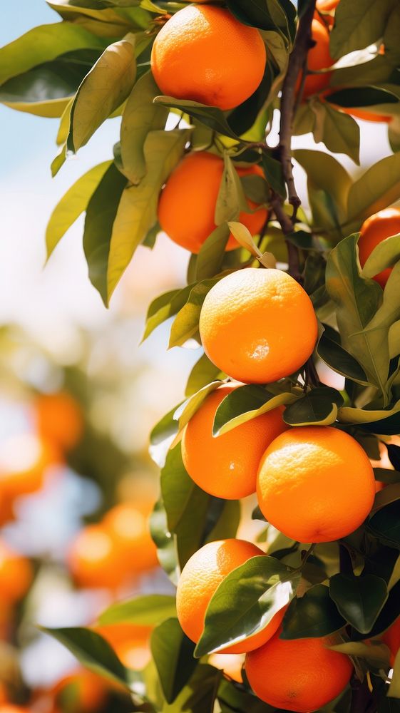  Summer grapefruit orange plant. AI generated Image by rawpixel.