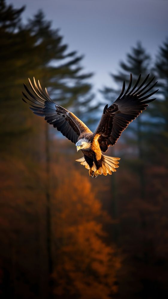 Eagle flying wildlife animal nature.