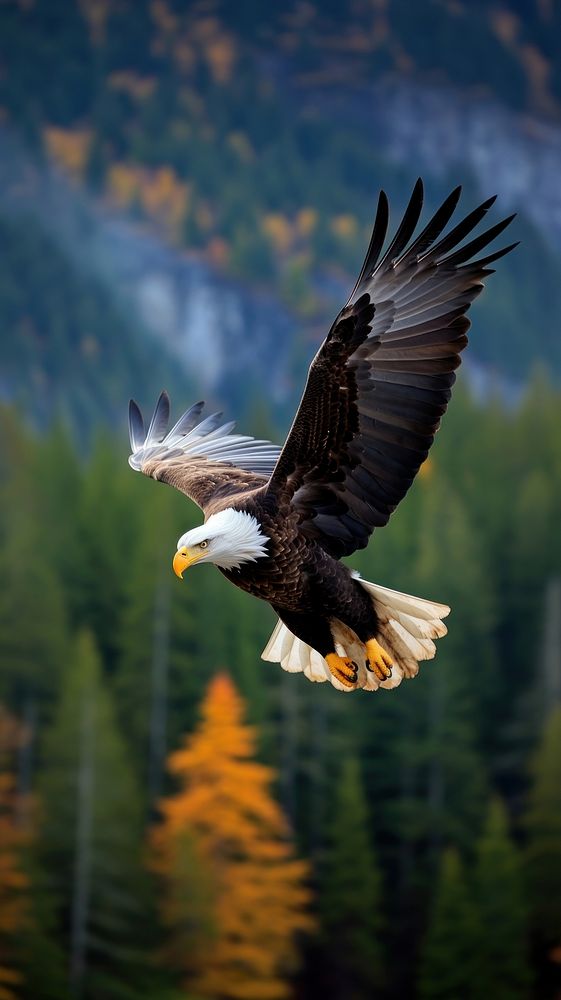 Eagle flying wildlife animal nature.