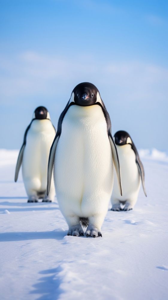 Penguins wildlife animal nature.