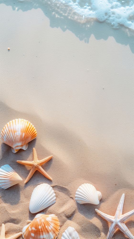  Summer seashell starfish outdoors. 