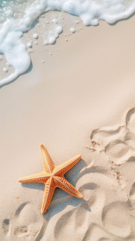  Summer starfish outdoors nature. AI generated Image by rawpixel.