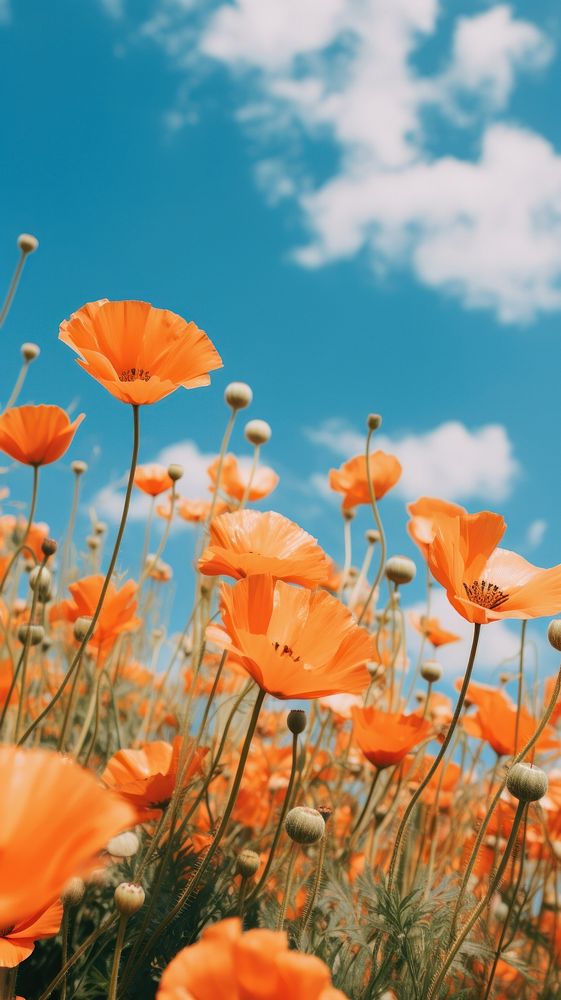  Summer flower sky outdoors. AI generated Image by rawpixel.