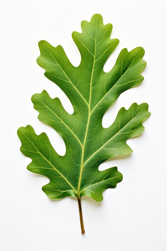Green oak leaf plant tree produce.