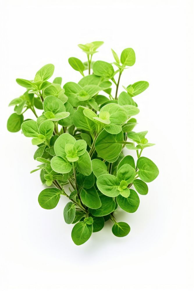 Oregano plant herbs leaf vegetable.